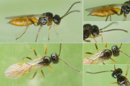 Réf. 232 991 : Adialytus ambiguus